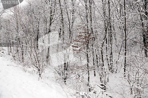 Image of trees in the winter  