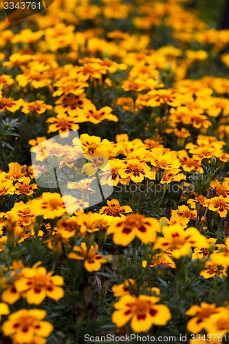 Image of flowers  