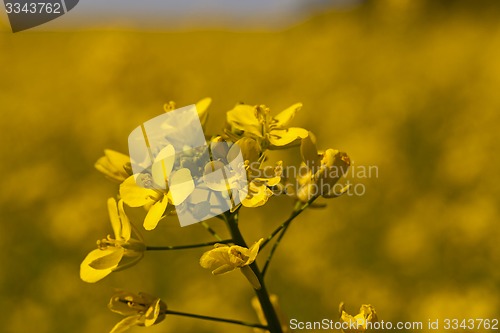 Image of colza flower  