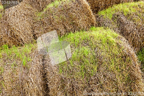 Image of the sprouted wheat 