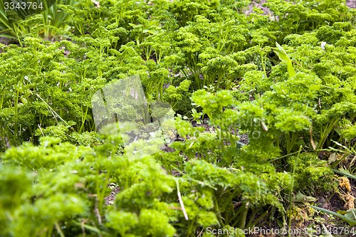 Image of green parsley  