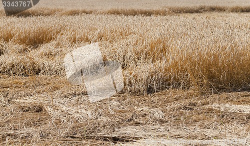 Image of the destroyed cereals  