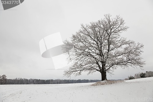 Image of tree in the field  