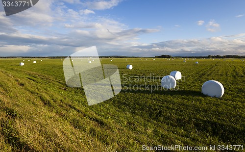 Image of packed grass  