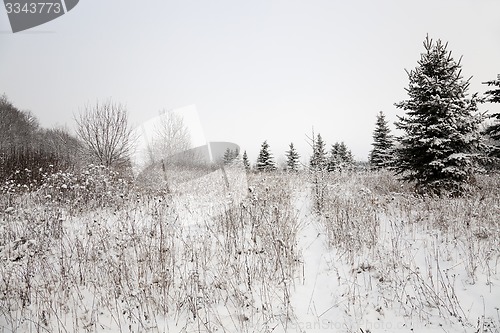 Image of trees in the winter  