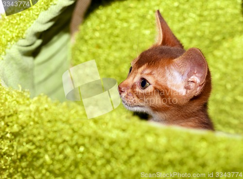 Image of Abyssinian kitten  