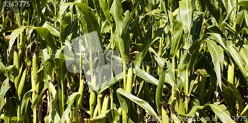 Image of corn field  