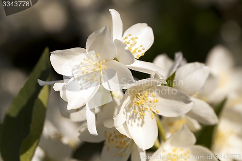 Image of jasmine flowers  