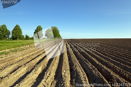 Image of potato field  