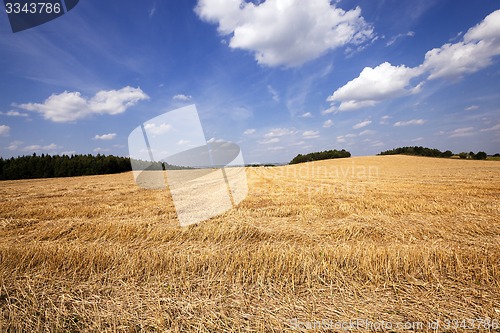 Image of slanted wheat  