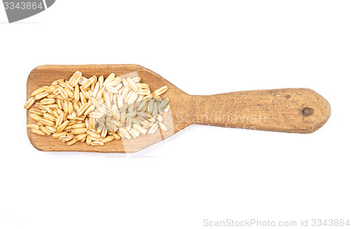 Image of Oat on shovel