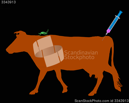 Image of Cow gets an immunization against a disease of mosquito bites