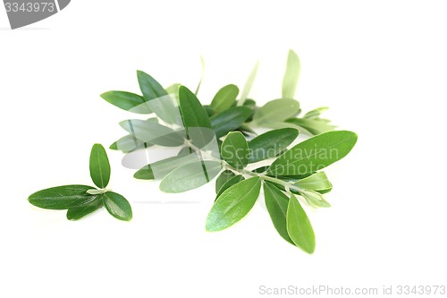 Image of beautiful olive branches