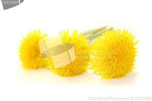 Image of beautiful fresh yellow Dandelions