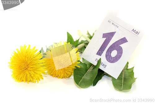 Image of yellow Dandelions with calendar sheet