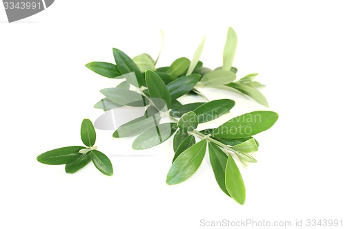 Image of fresh olive branches