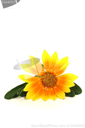 Image of Gazania with leafs