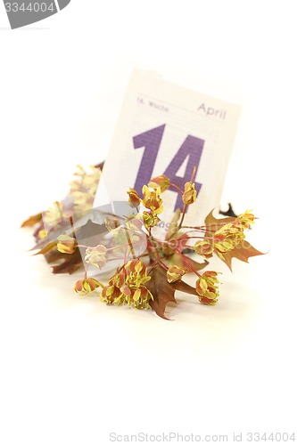 Image of Maple blossoms with calendar sheet