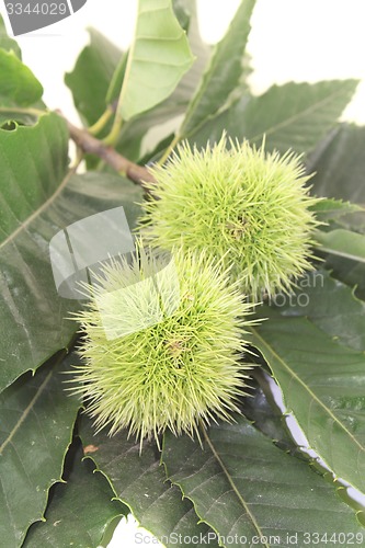 Image of two Chestnut