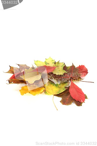 Image of decorative autumn foliage