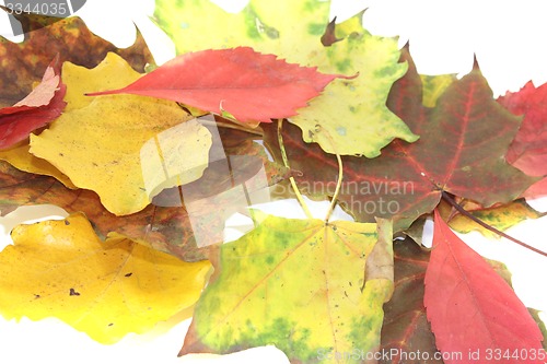 Image of colorful autumn foliage