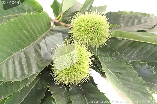 Image of Chestnut with leaves