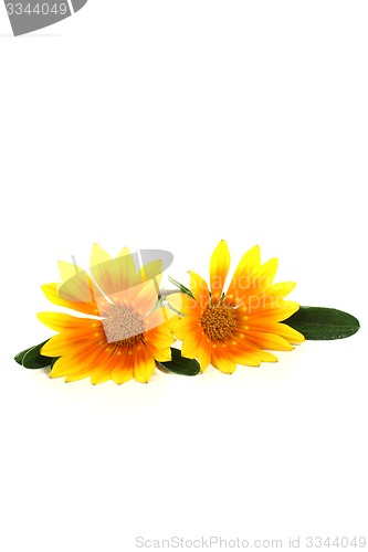 Image of Gazania with blossoms