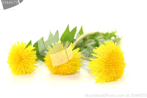 Image of fresh yellow Dandelions