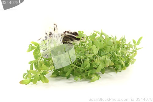 Image of fresh green garden cress