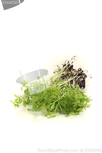 Image of fresh garden cress