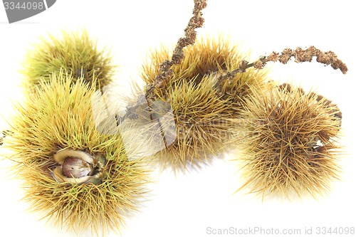 Image of ripe sweet chestnuts