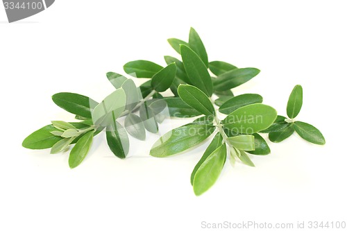 Image of olive branches