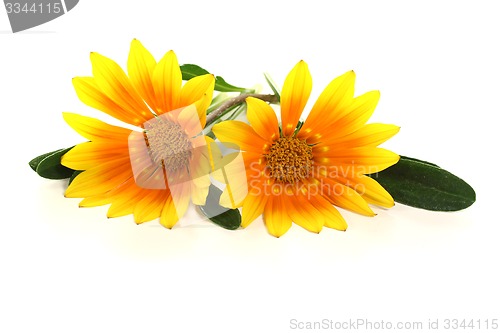 Image of Gazania