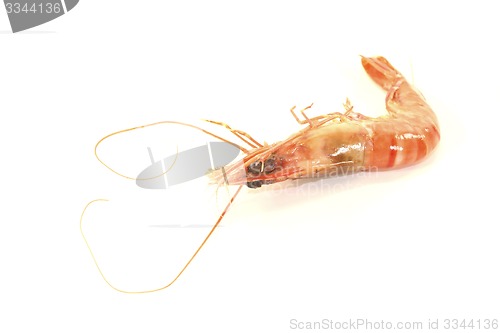 Image of Shrimp