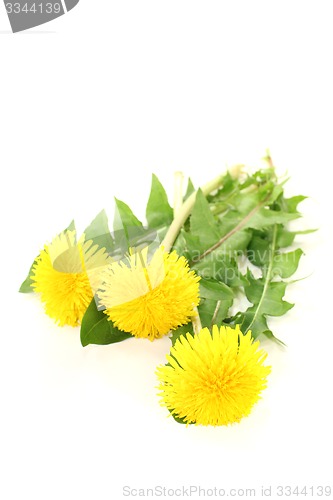 Image of beautiful yellow Dandelions