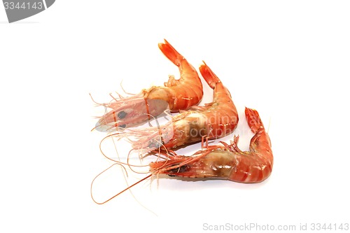 Image of three Shrimp