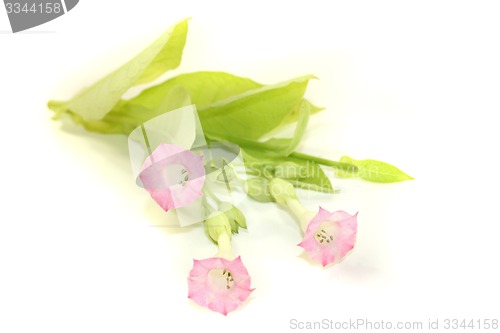 Image of fresh blooming tobacco plant