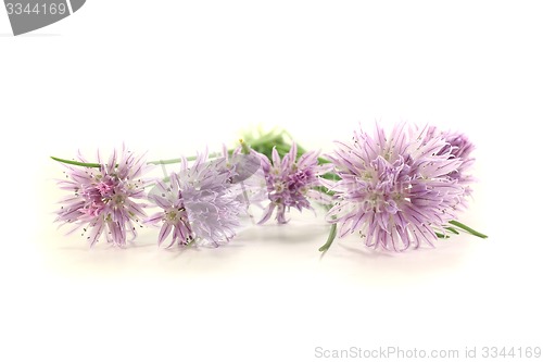 Image of fresh green chives with blossoms