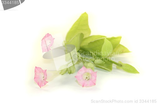 Image of tobacco plant with pink blossoms