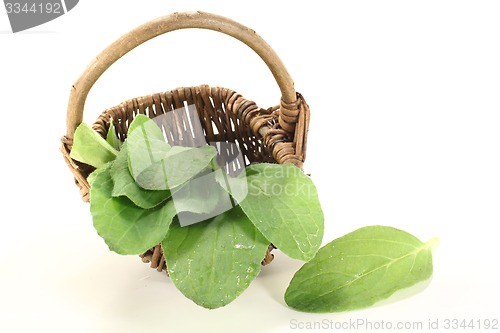 Image of fresh borage