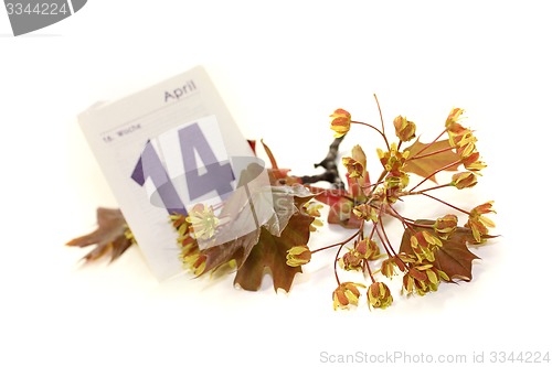 Image of beautiful Maple blossoms with calendar sheet