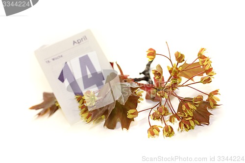 Image of beautiful Maple blossoms with calendar sheet