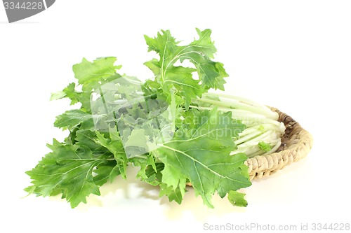 Image of fresh Turnip green leafs 