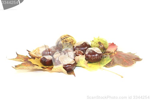 Image of brown horse chestnuts