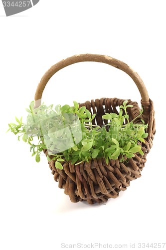 Image of fresh garden cress in a basket