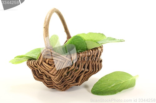 Image of green borage