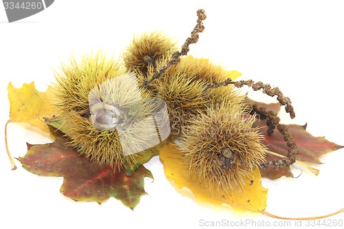 Image of sweet Chestnuts