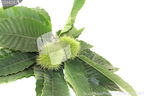 Image of Chestnut with fruits and leaves