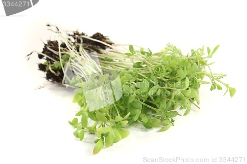 Image of green garden cress