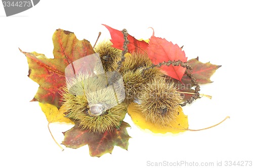 Image of sweet Chestnuts with foliage